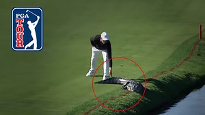 Alligator on Golf Course! 5 Animal Encounters That Left Golfers’ Jaws Dropped