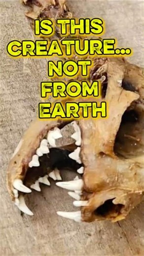 Social Media Is Talking: Is This Skeleton an Alien?