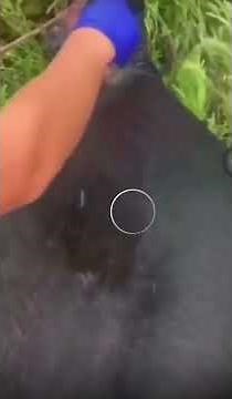 Abscess popped pus explosion