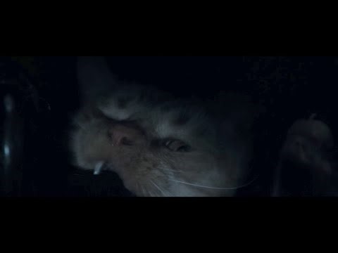 YTP: Alien 1979, Bonus Cat Situation