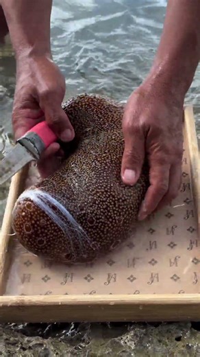 I found a giant alien blob on the beach... (Wait for it!)