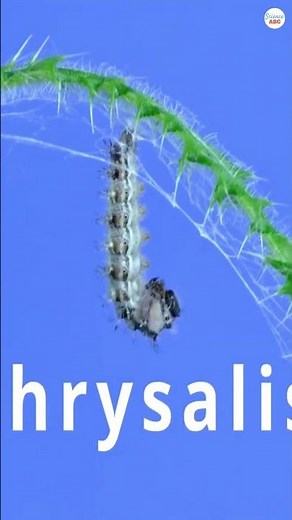 Moth Life Cycle: How Moths Grow and Transform During Their Short Lifespan