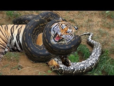 Python vs Tiger Fighting To Death | Python vs Tiger Real Fight