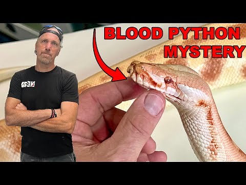 Blood Pythons - Unraveling A Misunderstood Species
