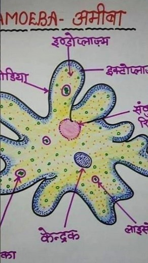 अमीबा का चित्र नाम सहित || amoeba chitra || how to draw amoeba figure