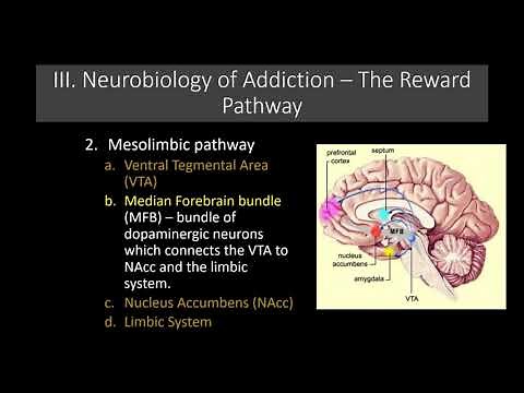 Lecture 11 The Neurobiology of Addiction The Reward Pathway
