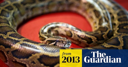 Python that killed boys was house pet