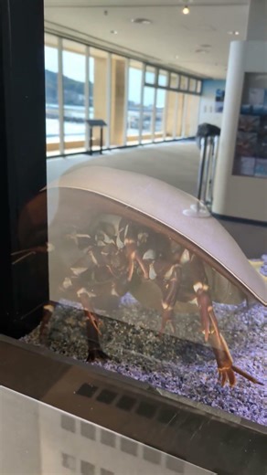 カブトガニ 裏から見れば エイリアン It resembles an Alien facehugger #shorts