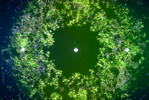 Artificial Life Environment by chrxh