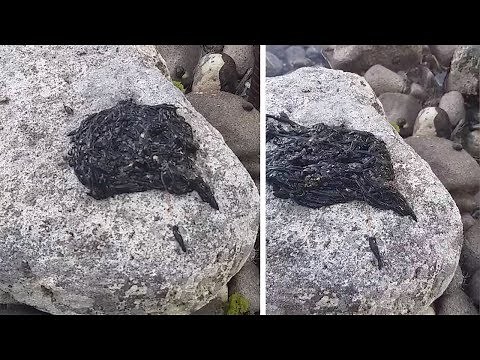 Man Captures Weird Blob Creature On Rocks