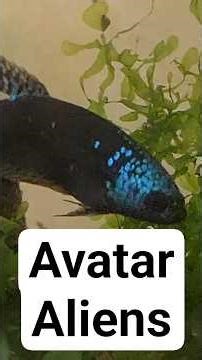 What is the coolest alien betta? #bettabreeder #avatar #bettafish #alien #genetics #lineages
