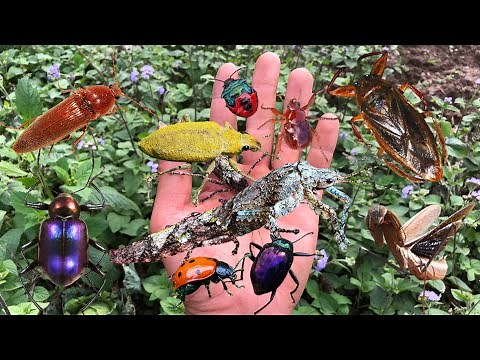 Hunting Alien-Like Insects – Catching Rare Bugs in My Garden!