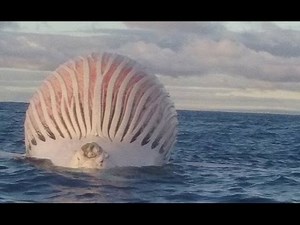 Confused fishermen spot alien-like ball floating in the middle of the ocean