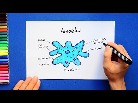 How to draw amoeba - labeled science diagram