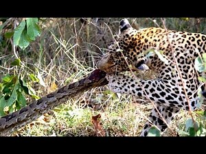 2 Leopards VS 1 Huge Python | Ruby Life