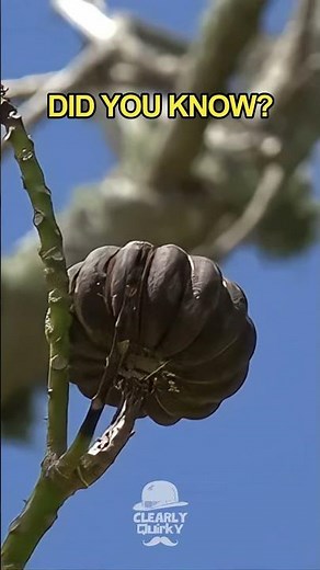 Did You Know: Some Plants Can Explode?