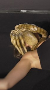 Alien: Romulus' cast and crew gathered in London to celebrate the deadliest creature in the universe's return to the big screen. Don't miss the "Intense" and "Relentless" return of a cinematic icon. Alien: Romulus, only in cinemas now | 20th Century Studios