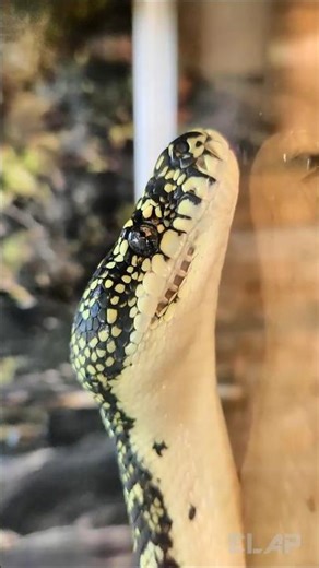 #snake #snakes #diamondpython