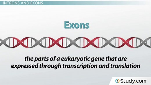 Introns & Exons | RNA Splicing & Processing