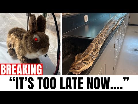 Florida Tried Using Robot Rabbits to Stop Pythons… It Didn’t Go as Planned