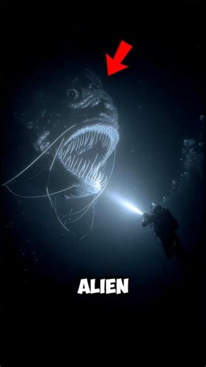 Ocean Animal That Looks Like an Alien 👽🌊