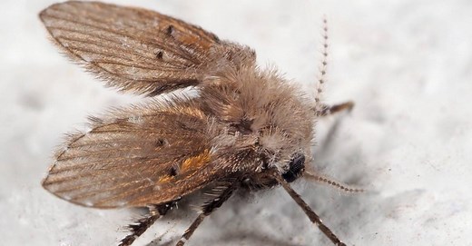 Discover the Complete Life Cycle of Drain Flies