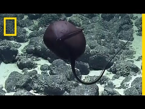 Scientists' Hilarious Reaction to Bizarre Deep-Sea Fish | National Geographic