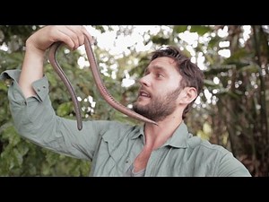 GIANT EARTHWORM DISCOVERED IN ECUADOR