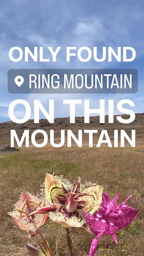 World, meet the Tiburon mariposa lily, an alien-looking flower that grows on a single hillside in Marin County, California — and nowhere else on Earth.