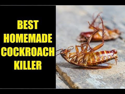 How to kill Cockroach with Boric Powder | Home made cockroach killer | Nisa Sayed's Kitchen