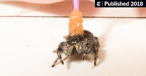 How the Jumping Spider Sees Its Prey