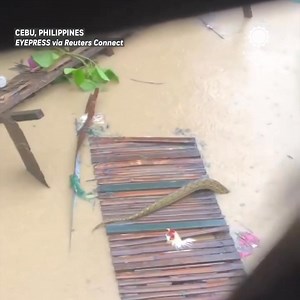 A giant python was caught on camera gliding through floodwaters in Cebu after deadly Typhoon Tino (Kalmaegi) left widespread destruction across the Philippines. | AccuWeather