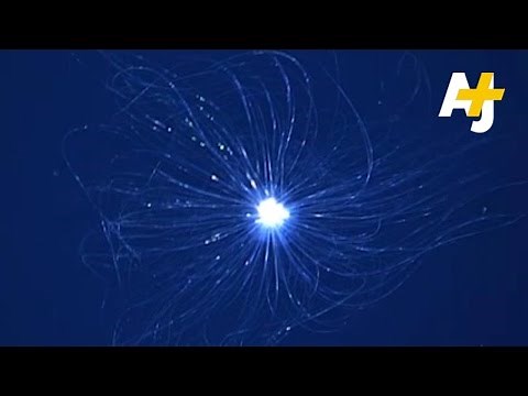 Scientists Discover Alien-Like Creatures In The Atlantic Ocean