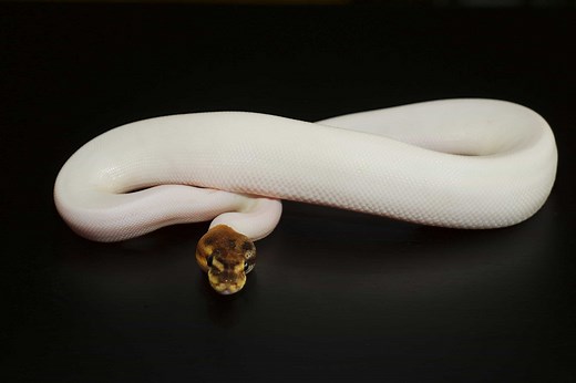Panda Pied Ball Python