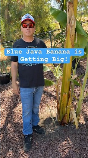 Blue Java (Ice Cream) Banana 🍌 #banana #bluejava #icecream #fruit #gardening #tropicalfruit