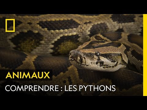 COMPRENDRE : Les pythons