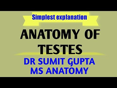ANATOMY OF TESTIS