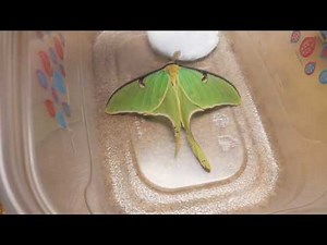 Luna Moth!