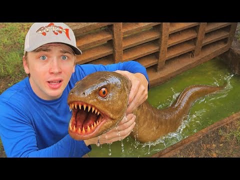 I Found a Sewer INFESTED with Alien Fish!
