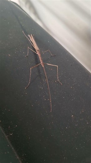 “These Australian Bugs Look Like They’re From Another Planet” #insects #alien #speciesdiscovery