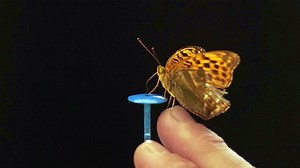 Uncovering the Secrets to Butterfly Flight Using Image Processing and Data Analysis