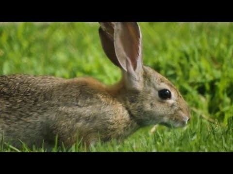 Robot rabbits set to help Florida take on invasive pythons