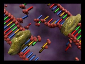 DNA replication animation by interact Medical