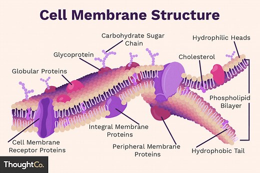Function, Structure, and Composition of the Cell Membrane