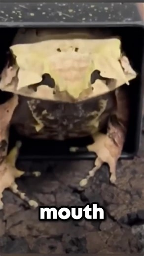 alien looking animals, strangest animals on earth, weird animal facts, bizarre animals, creepy animal appearances, unusual animal features, strange sea creatures, frilled shark facts, axolotl facts, mata mata turtle, malayan leaf frog, nature is weird, shocking animal facts, animals that look fake, weird wildlife, crazy but true, weird but true #fblifestyle #animalsfacts #funfactsdaily #highlightseveryone | Fun Fact and Motivation words