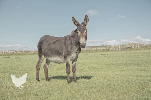 How Much Land Does A Donkey Need? — Farm & Animals