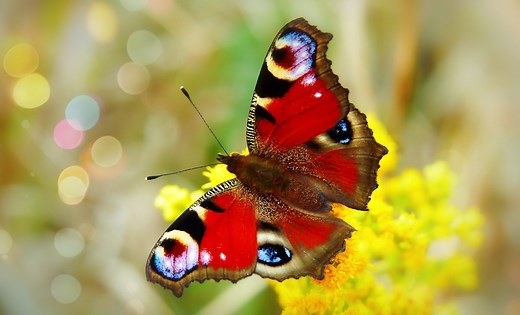 Top 10 Most Beautiful Insects in the World