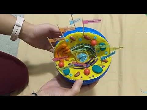 How to Make 3D Cell Model