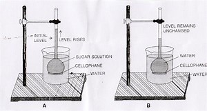 Demonstration of Osmosis process by a simple experiment