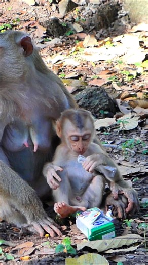 Lynx Crying Hard From Hunger, Mom No Longer Helps | Alien TV